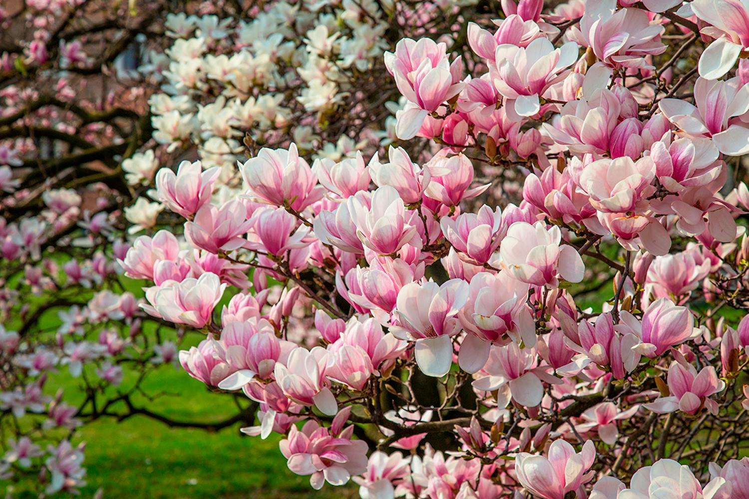Blomstrende træer til haven Mellemstore træer til haven
